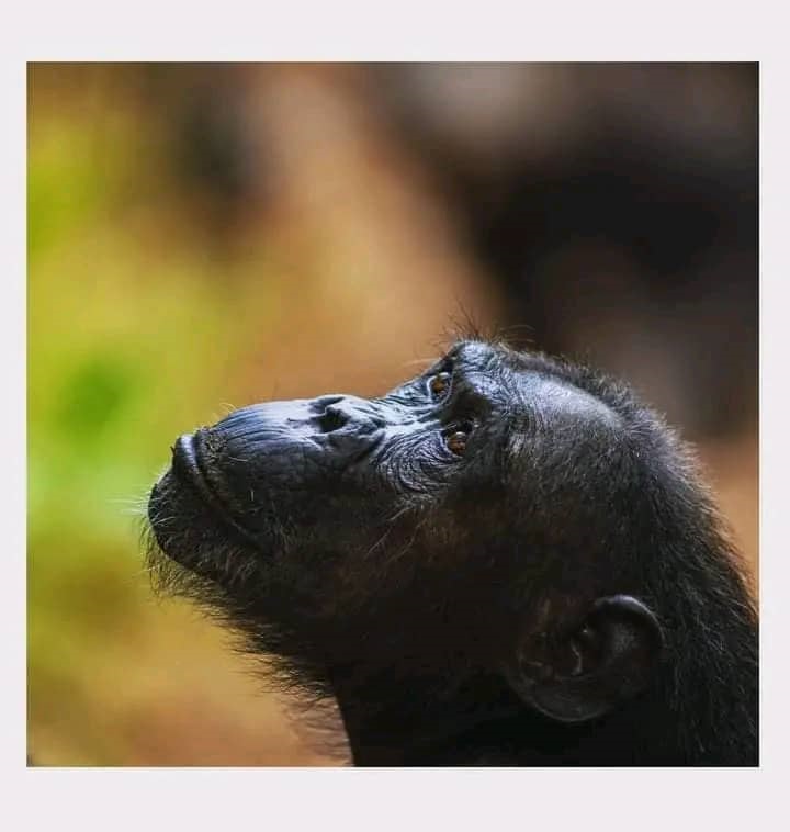 4-Day Fly-In Gorilla Trek